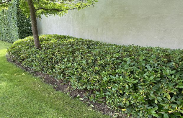Rhododendron vormsnoei